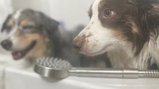 HammerHead Showers® ALL METAL Handheld Shower Head with Hose vs two mini Aussies [upl. by Akedijn]