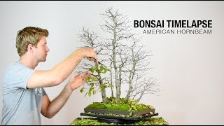 Bonsai Timelapse  American Hornbeam [upl. by Airat831]