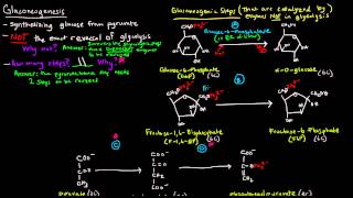 Gluconeogenesis Part 1 of 3  Intro and Steps [upl. by Enahpad]