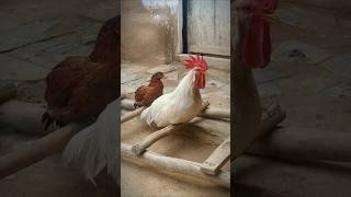 Rooster Crowing 🐓📢🤩 S04E06 shorts [upl. by Melli206]