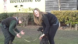 Dogs Trust Harefield Lionel What a Happy Chap [upl. by Okimuy]