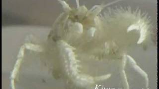 Yeti Crab feeding on bacteria from its claws [upl. by Juxon774]