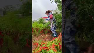 chilipickingvegetablerural lifeagriculture Harvest farming satisfying ruralharvest [upl. by Eedak]