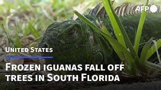 Frozen iguanas fall off trees in South Florida  AFP [upl. by Jerol]