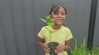 Telugu garden vlogPlanting new plants in garden and harvesting vankaya plant telugu Australiavlogs [upl. by Ecinwahs]