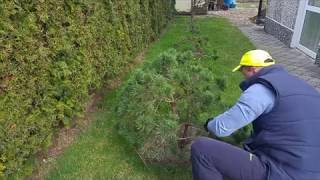 Jak zrobić drzewko Bonsai Formowanie sosny w bonsai Niwaki topiary Sosna Watereri [upl. by Schmeltzer]