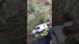 Sweeping up after a drive gundogs labradorretriever springerspaniel [upl. by Elodea]