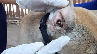 Fleas Checking Spraying Fleas Medicine On Dog To Get Rid Of Dogs Fleas And Ticks [upl. by Eylsel]