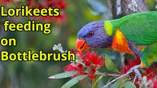 Rainbow Lorikeets feeding on Bottlebrush Flowers [upl. by Enyamrahc]