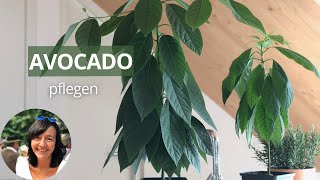 Avocado ziehen 9 Monate später  Wie Avocadobaum pflegen [upl. by Amron]