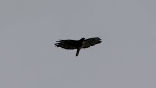 Screech Call of Redtailed Hawk in Flight [upl. by Milstone]