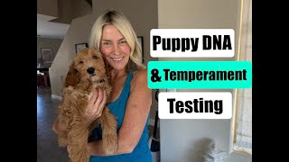 Puppy DNA amp Temperament Testing [upl. by Nirek]