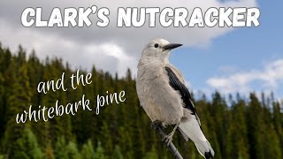 Clarks Nutcracker and the Whitebark Pine [upl. by Gove201]