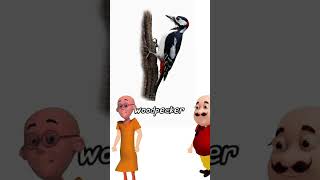 woodpecker birds short shortvideo shorts funny trending viral ytshorts cartoon animation [upl. by Aisyat]