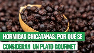 Hormigas chicatanas ¿Cómo se comen y cuáles son sus beneficios [upl. by Lola]