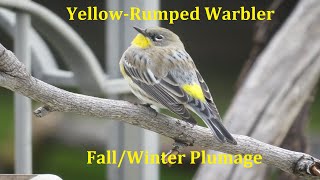 Yellow Rumped Warbler  Audubon’s Warbler  Fall Plumage  California  Nature Shared [upl. by Nahtan]