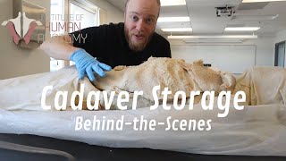 BehindtheScenes Look at How Human Cadavers Are Stored  Normally a Patreon Exclusive [upl. by Lesh]