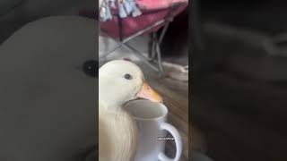 Chip drinking water drinkwater duck cuteanimals [upl. by Dorcas897]