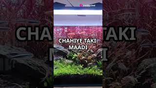 Beta fish male female together setup carryminati music btsarmy turtle fishkeeping animallover [upl. by Emmit]