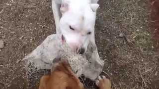 Pitbull vs Dogo argentino [upl. by Livvyy715]