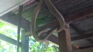 Snakes perform a dominance dance in the Daintree Rainforest [upl. by Bee811]