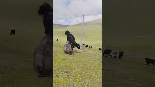 Yak Attack bullfighting wildlife FunnyAnimals PetLovers subscribe [upl. by Irish]