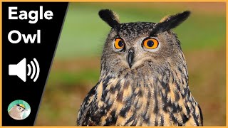 Eagle Owl  Sounds [upl. by Malik]