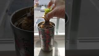 Growing Hydroponic Butter Lettuce Day 1 [upl. by Atteuqal]