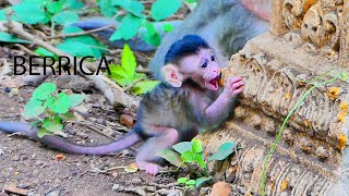 BrilliantlyAwesome monkey BERRICA just learning to walk so cute [upl. by Yevrah]