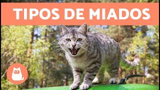 11 SONS DE GATOS e seus SIGNIFICADOS [upl. by Myron954]