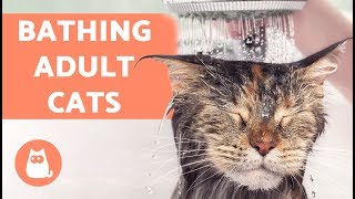 How to Wash an Adult Cat for the First Time [upl. by Hanikas116]