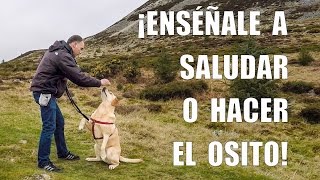 Cómo Enseñar a tu Perro a SALUDAR  Hacer el OSITO en 5 Min [upl. by Acinnor834]