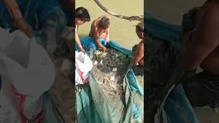 Piyashi fish and papulet fish harvesting with net fish hooksfishing fishponds fishingcruise [upl. by Rigdon]