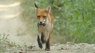 This fox went home with three voles in his mouth [upl. by Atla]