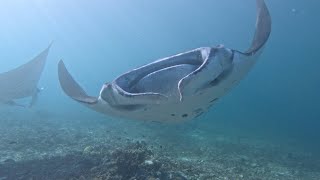 Majestic Manta Rays in 4K  Indonesias Marine Wonders [upl. by Padgett]