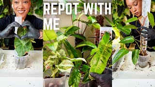 Repot My Plants l Plant Refresh  Plant Care [upl. by Rohn]