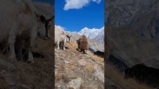 Yaks of the Highlands shorts shortsfeed animals highlands [upl. by Mccord775]