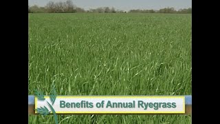 Oregon Annual Ryegrass  Cover Crop [upl. by Ammadis]