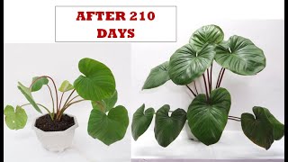 Homalomena Emerald Gem Repotting and Care  Growth Result After 210 Days [upl. by Notgnilra]