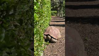 Bits of Babylonstoren 🐢 [upl. by Seitz847]