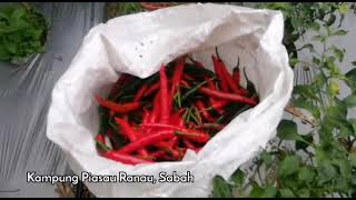 Ladang Tanaman Cili Merah 🌶️ 2种植 红辣椒 采收 [upl. by Kcirdnek708]