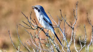 Loggerhead Shrike Song [upl. by Eldoria]