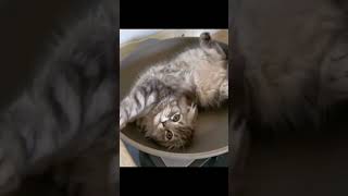 funny video 3 videos chistosos de gatos [upl. by Carilyn]