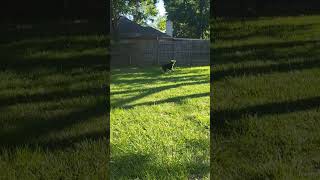 Silly Dog 🐕😄❤️dog doglover shortsvideo frisbee frisb [upl. by Naujd970]