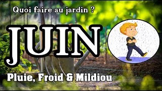 JUIN quoi faire au jardin potager en permaculture  Pluie Mildiou Froid la Galère [upl. by Gautier]