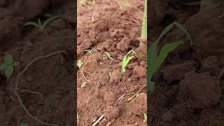 Unlocking the Power of Perlka Fertilizer Nutritional Benefits and Soil Health [upl. by Neraj687]