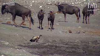 Vulture Gives Wildebeest A Fright [upl. by Janeczka420]