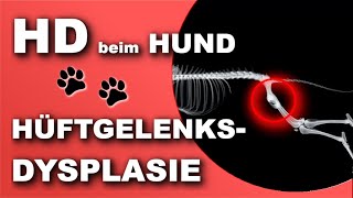 HD  Hüftdysplasie  Hüftgelenksdysplasie beim Hund EINFACH ERKLÄRT 2019 [upl. by Iffar400]