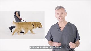 Canine Orthopedic Examination by Professor Duncan Lascelles In home Assessment for Pet Parent [upl. by Sadye]