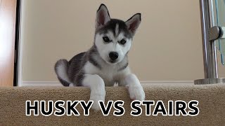 Cutest Husky Puppy  Husky vs stairs [upl. by Weihs]